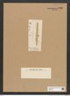 Fragilaria smithiana (de-Toni-Nr.: Genus 73) Zeichnungen Sammlung Grunow Nr. 5722 (NHMW-BOT-W0374115)
